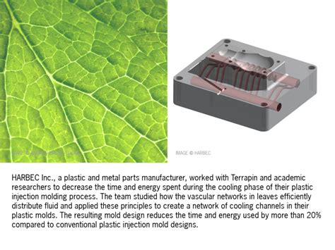 Biomimicry V Biophilia Quiz Images2 Terrapin Bright Green
