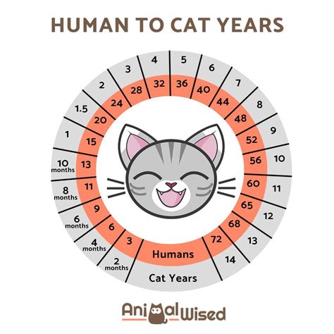 So, how can you calculate your cat's age in typical human years? How Old Is My Cat In Human Years? - Cat Age Converter