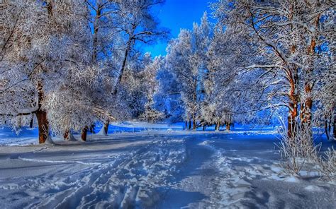 Nature Landscapes Trees Forest Path Trail Foot Prints Hdr Blue