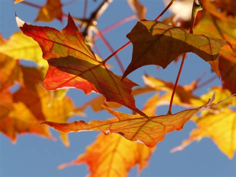 Wallpaper Id 294877 Autumn Leaf Colorful Leaves Maple Red Leaf 4k