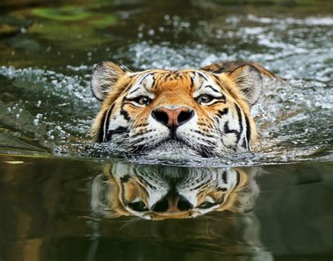 Красивые картинки с тиграми (39 фото) • Развлекательные картинки