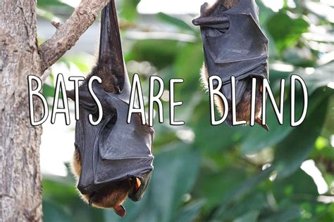 Myth Or Fact 25 Bats Are Blind — Steemit