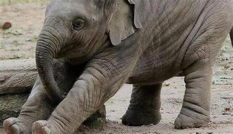 Swami Ramdev Tweets Pic Of Baby Elephant ‘doing Yoga Its Cute