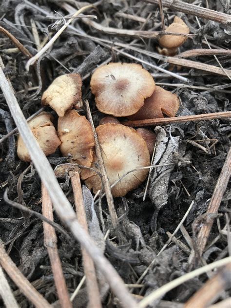 Kansas Mushrooms Archives Dyck Arboretum