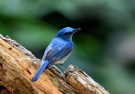 The Life Journey In Photography Pale Blue Flycatcher Sungai Congkak