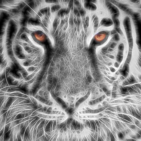 White Tiger Photograph By Tom Mc Nemar Pixels
