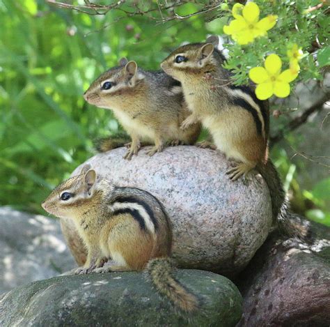 Chipmunk Baby Trio Photograph By Marsha Ewing