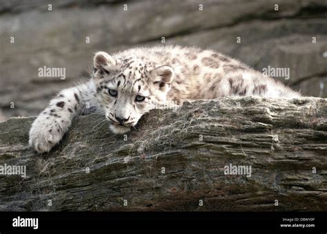 Snow Leopard On The Rock Hi Res Stock Photography And Images Alamy