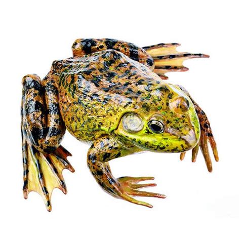 Zos 1222 American Bullfrog Male Biomedical Models