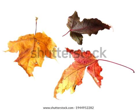 Three Autumn Tree Leaves Isolated On Stock Photo 1944952282 Shutterstock