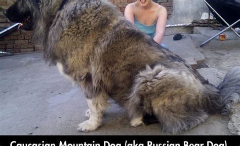 Gigantic Russian Bear Dog Barnorama