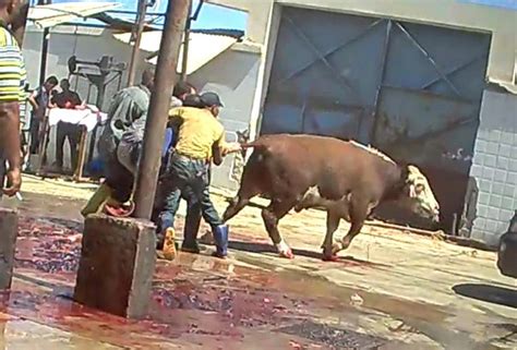 Si bien se han logrado avances a través de la concientización respecto al tema, aún queda un largo camino para lograr que se respeten los derechos de los animales. ONG pide a Uruguay que tome medidas para evitar el ...