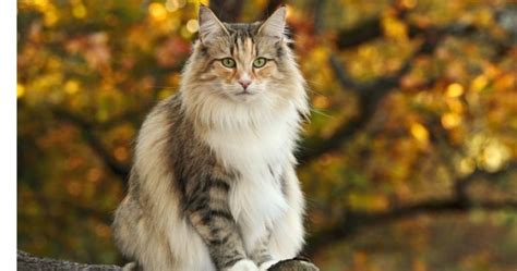 Norwegian Forest Cat Everything You Need To Know About The Breed
