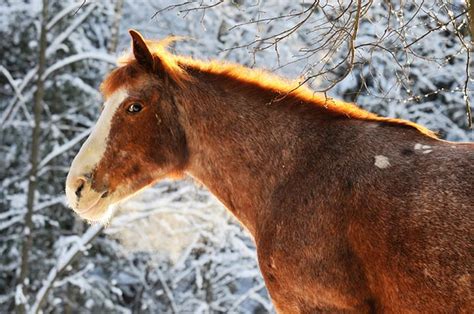 Keeping Farm Animals Healthy In The Winter Survivopedia