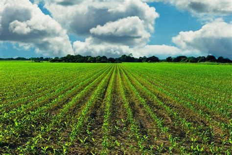 Maximizing Crop Yield Minimizing Nutrient Loss News Illinois State