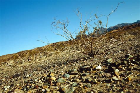 Free Picture Shrub Soil Desert Dry Ground Landscape Mountain