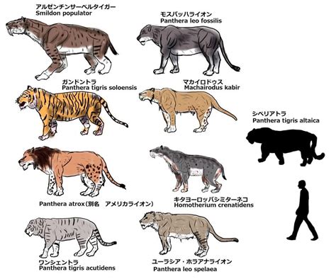 Big Cat Ancestors 古代生物 古代