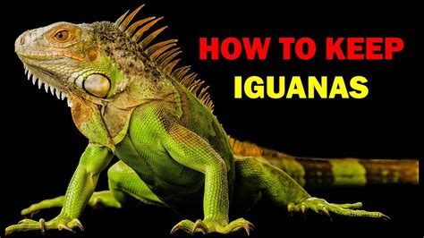 It may be a good idea to discuss this with your herp vet, who may want to perform some testing. How to keep iguanas (Weird and Wonderful Pets Episode 13 ...
