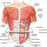 Abdominal Core Muscles