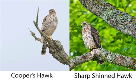 Cooper S Hawk Vs Sharp Shinned Hawk Identification