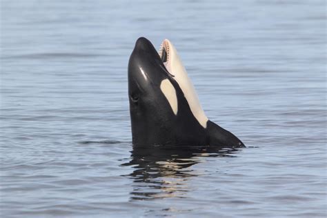 Killer Whale Spyhopping Image Eurekalert Science News Releases