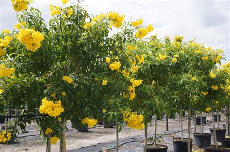 Tecoma Stans Esperanza Trumpetbush Trumpetflower Yellowbells