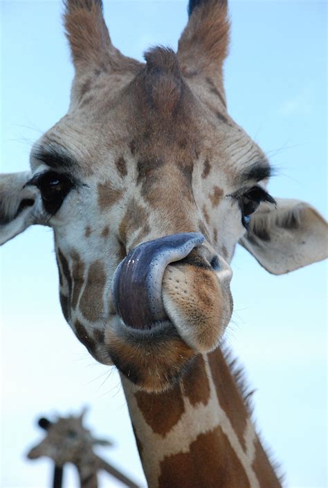 Giraffe Hey Can You Touch Your Tongue To Your Nose Giraffe Tongue