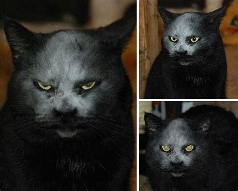 10 Pics Proving That Cats Are Actually Demons Bored Panda