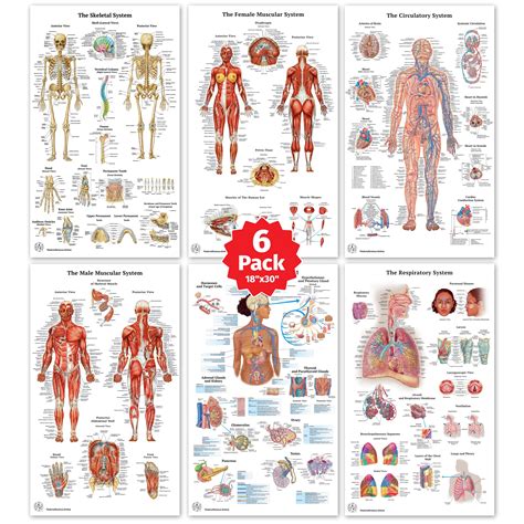 Buy 6 Anatomy Posters Medical Posters Skeletal System Female And