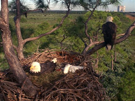 The same eagles may add to the nest each year, up to a size of eight feet across and 12 feet deep. NASA - The Eagle Has Landed