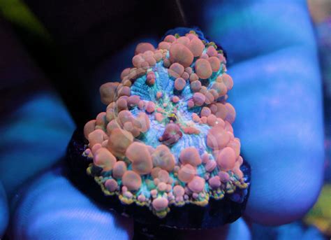 Neptune Bounce Mushroom | Coral Shop