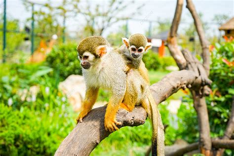 Background Binatang Liar Monyet Besar Kembali Bahan Fotografi Monyet