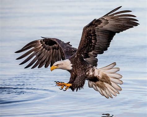 Photo Of Flying White And Brown Eagle Concentration Bald Eagle Hd