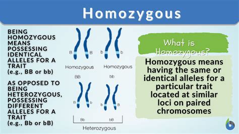 Homozygous Definition And Examples Biology Online Dictionary