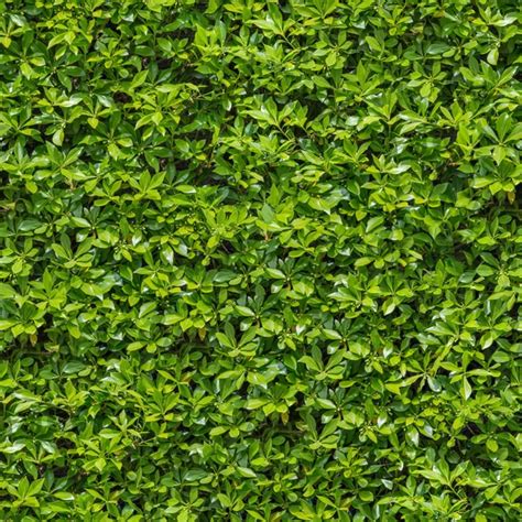 Green Bush Seamless Texture Stock Photo By ©tashatuvango 24970517