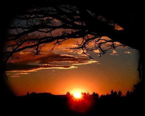 Tree Sunset Evening Wallpaper 1280x1024 32259