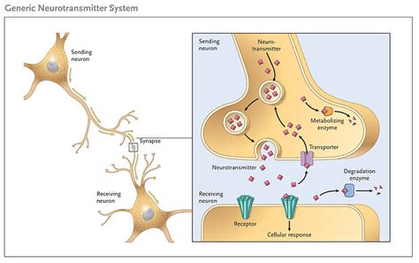Synaptic Transmission Clinical Relevance Teachmephysiology