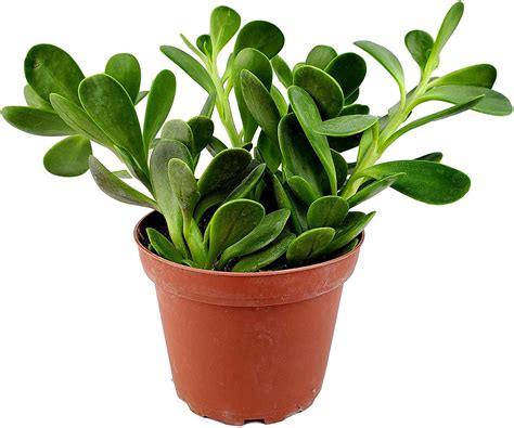 Anything and everything about succulents, a.k.a. Trailing Jade - Senecio jacobsenii - Fat Plants San Diego