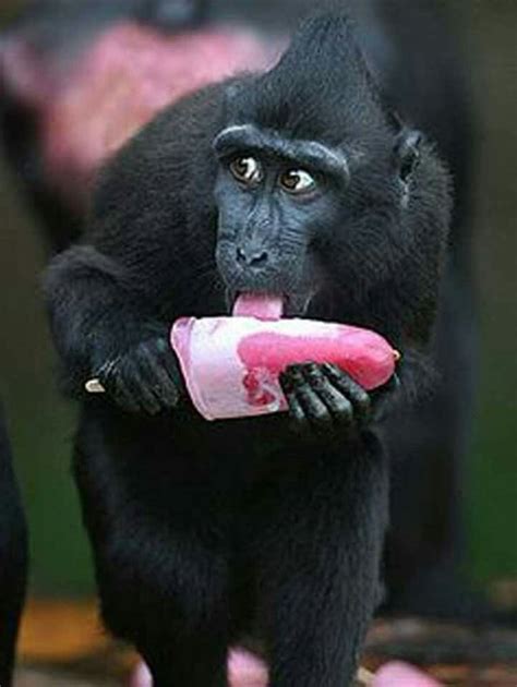 Sneaky Monkey Sneaks A Popsicle Cute Animals Funny Animals