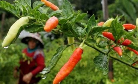 Bahkan cabai rawit juga bisa tumbuh dengan baik di dataran rendah ke dataran tinggi dan hampir selain itu, budidaya cabe rawit relatif lebih tahan terhadap serangan hama. Cara Menanam Cabe Rawit Tanpa Pupuk Padang Lawas} - Rumah Petani