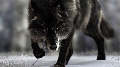 Download Wallpaper 2560x1440 Wolf Predator Black Wildlife Dog