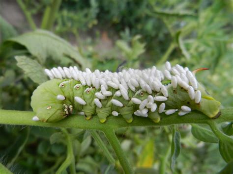 The gruesome thing about this is the larvae basically eat the. The Impatient Gardener: Caterpillars in the Garden or "It ...