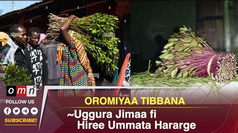Omn Oromiyaa Tibbanaa Adoolessa 10 2023 Youtube
