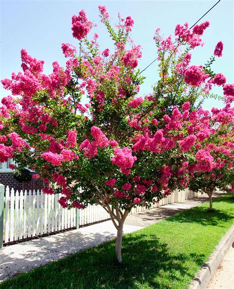 It's somewhere to make memories and meet new people during your vacation stay. Crepe Myrtle Cultivars