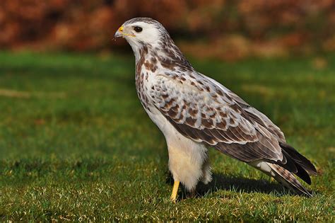 In de achtervolging grijpt de buizerd het havikmannetje vast. De Natuur van Huub Reulen: De witte