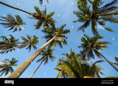 Coconut Palm Trees In Perspective View From Below Stock Photo
