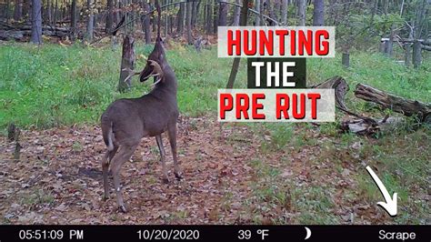 Hunting The Pre Rut Whitetail Hunting Strategy Youtube