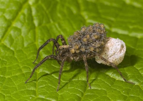 Wolf Spider Mother Carrying Young Photograph By Steve Gettle