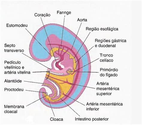 Embriologia Sistema Tegumentario Pdf