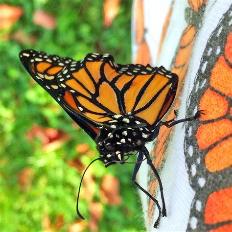 Monarch Male Butterfly Hi C2019 11 September Slippery Rock